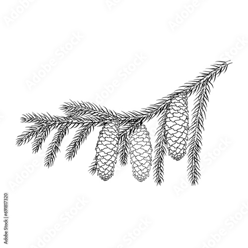 Spruce branch with cones. Coniferous tree. Outline drawing. Hand drawn vector illustration. Design element. For coloring, cards, printing, packaging, invitations, business cards, advertising