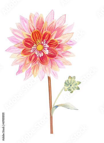 Dahlia flower watercolor illustration. Hand drawn realistic botanical image for postcards and invitations.