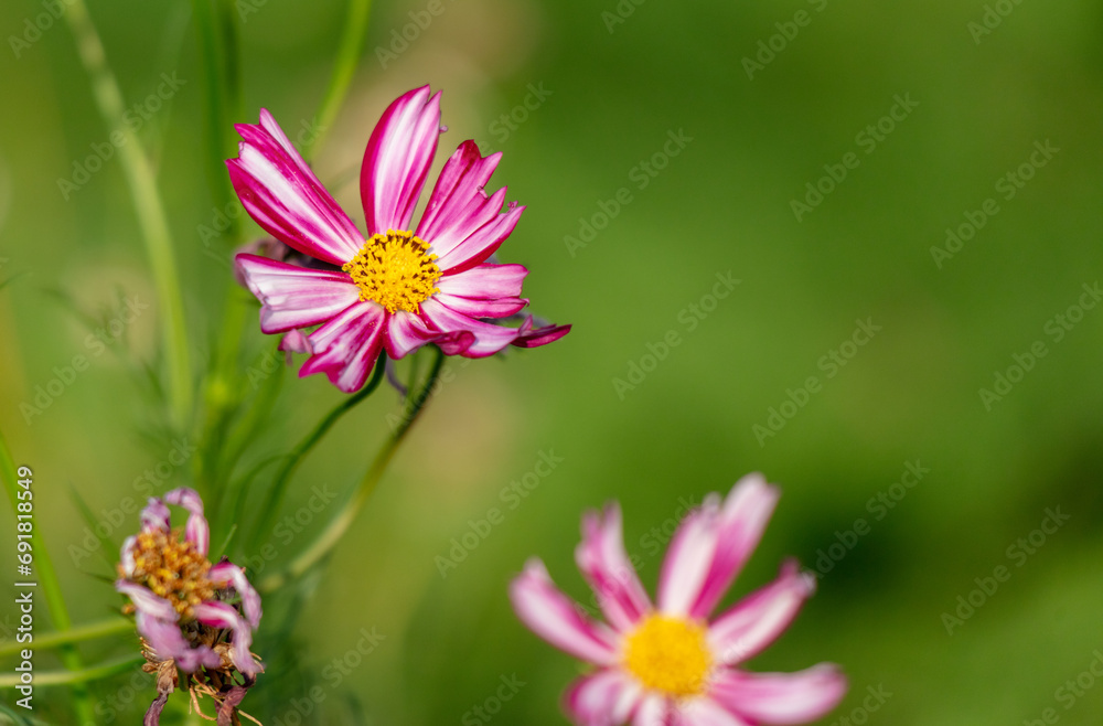 Beautiful red flowers in nature Beautiful red flowers in nature