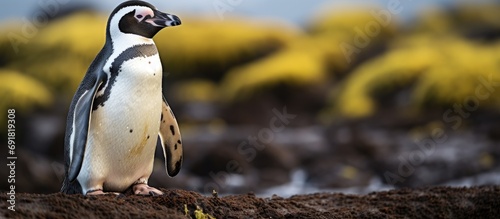 Endangered Galapagos Penguin on Isabela Island, part of Ecuador's remarkable wildlife. photo