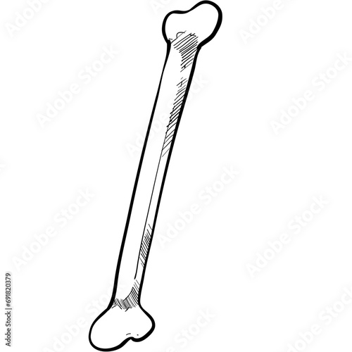 human bones handdrawn illustration
