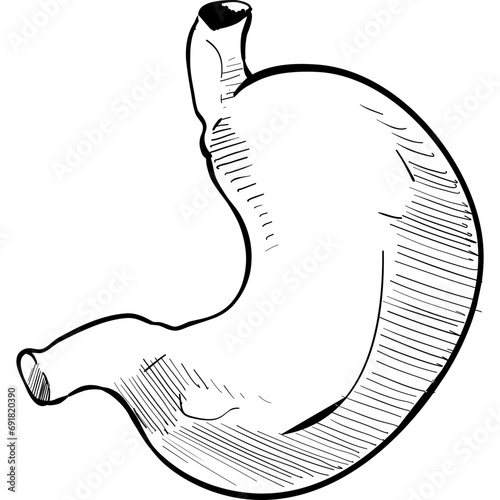 gastric organ handdrawn illustration