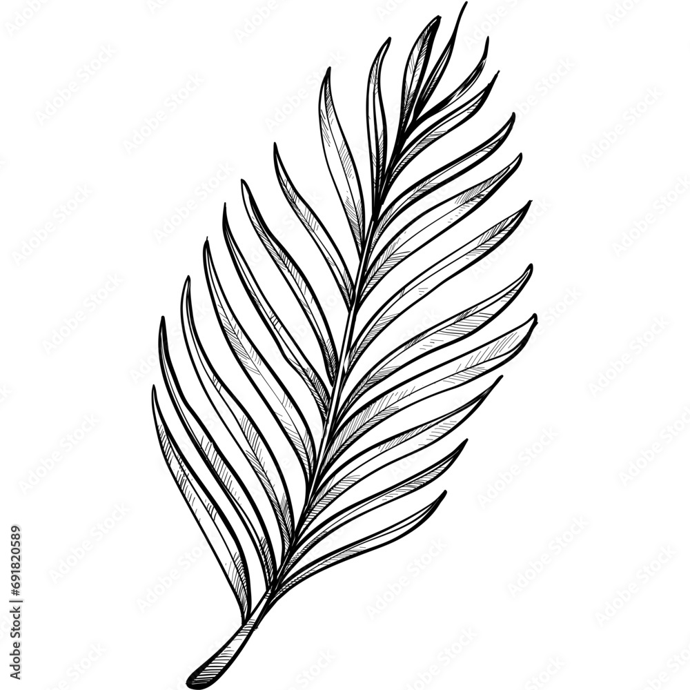 tropical leaves handdrawn illustration tropical leaves handdrawn illustration