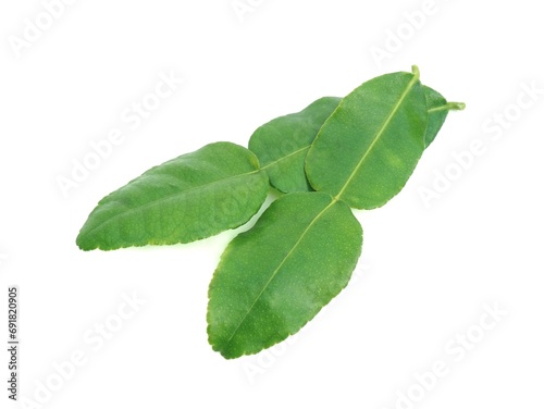 Fresh organic kaffir lime leaves without chemicals, green leaves, placed on a white background.	