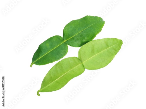 Fresh organic kaffir lime leaves without chemicals, green leaves, placed on a white background. 