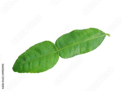 Fresh organic kaffir lime leaves without chemicals, green leaves, placed on a white background.	