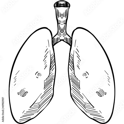 lung organs handdrawn illustration