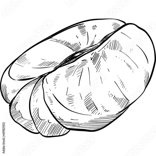 orange fruits handdrawn illustration