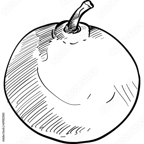 orange fruits handdrawn illustration