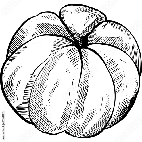 orange fruits handdrawn illustration