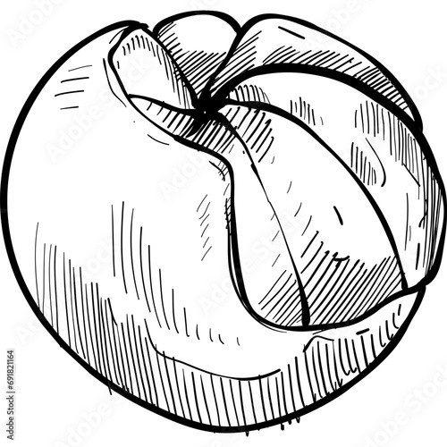 orange fruits handdrawn illustration