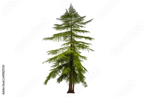 : young Redwood