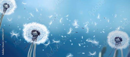 Dandelion spreads seeds by wind.