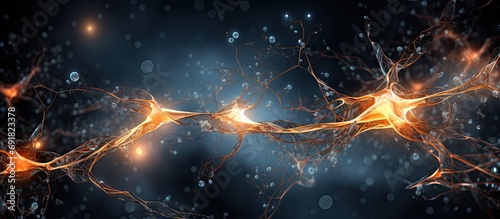Golgi-stained pyramidal neurons in the cerebral cortex have a conical soma, from which a large apical dendrite and multiple basal dendrites emerge. photo