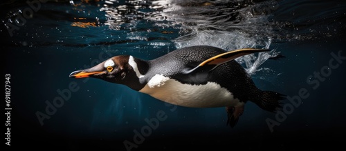 New Zealand's Fiordland penguin submerged in zoo water. photo