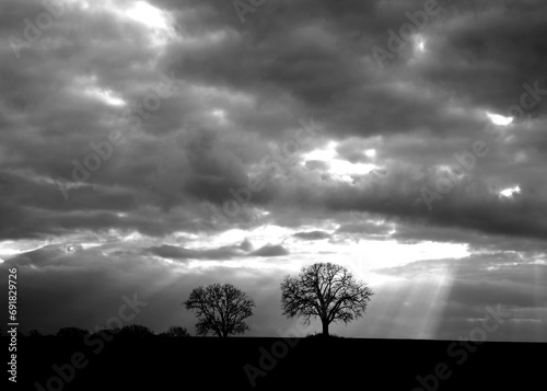 Grayscale of bare trees under a cloudy sky
