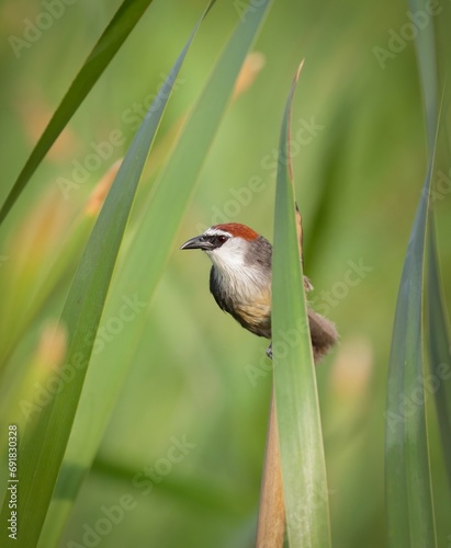 Chestnut-capped Babbler (Timalia pileata) is a species of bird in the Timaliidae family.this photo was taken from Bangladesh. photo