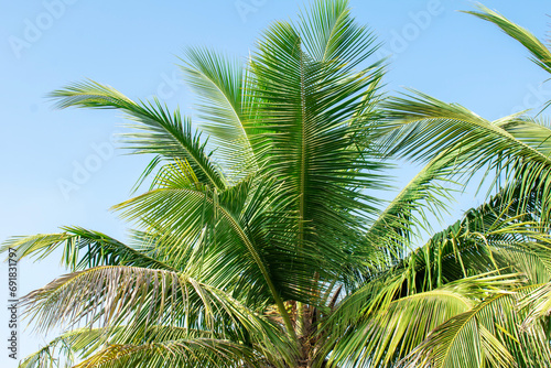 beautiful coconut leaf with nature leaves green color