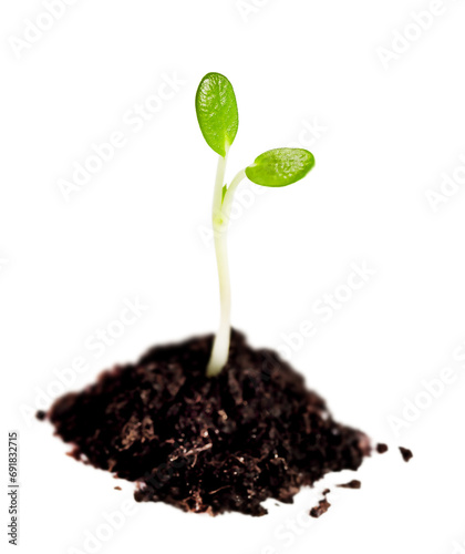  young plant sprout in the ground is isolated on a white background