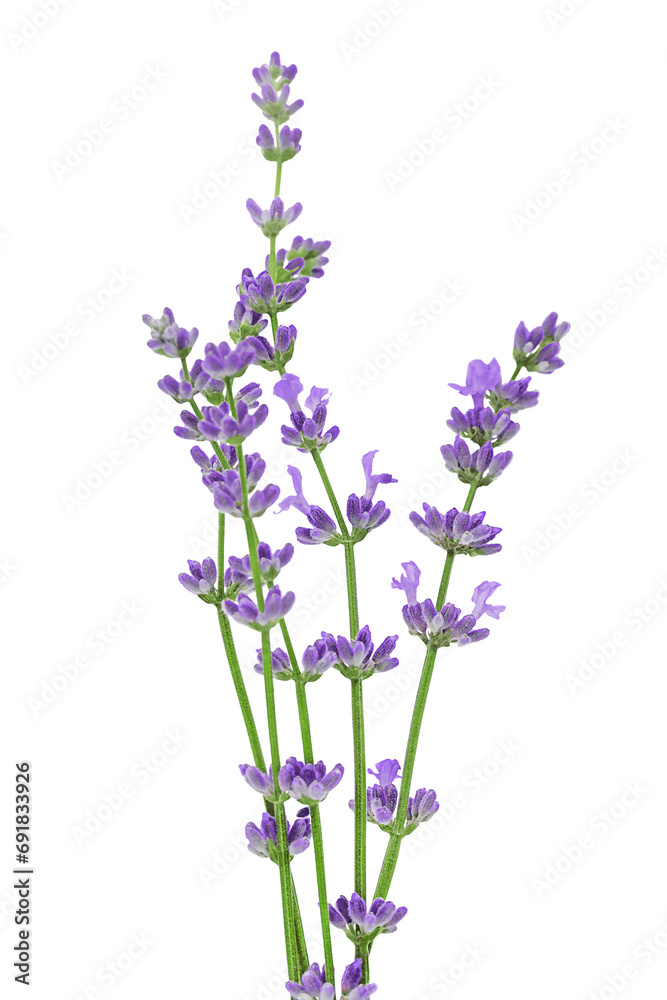 Bouquet of lavender flowers isolated on white background Bouquet of lavender flowers isolated on white background