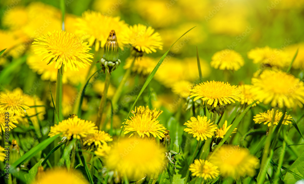 Yellow dandelions blooming on grass background
Yellow dandelions blooming on grass background