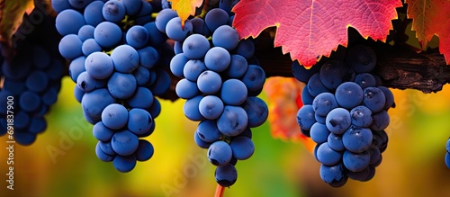 Vibrant fall in vineyards near Montalcino, Tuscany, ripe blue sangiovese grapes after harvest, Italy, close up. photo