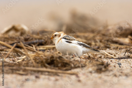 Male of the snow bunting (Plectrophenax nivalis) in winter plumage, a white passerine bird feeding on a beach 