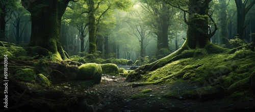 Stunning emerald woods.