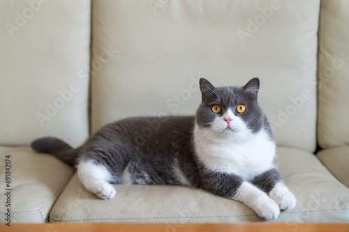 British shorthair cat lying on sofa © chendongshan