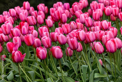 Fototapeta Naklejka Na Ścianę i Meble -  red and pink tulips blooming in a garden