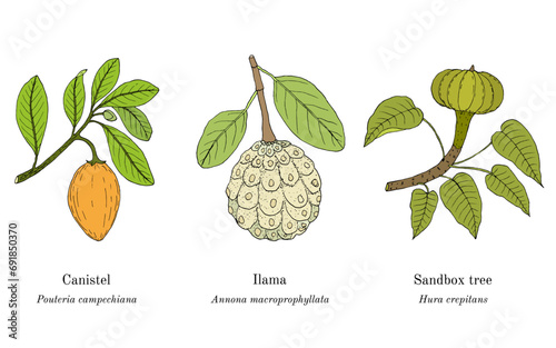 Collection of edible and medicinal plants