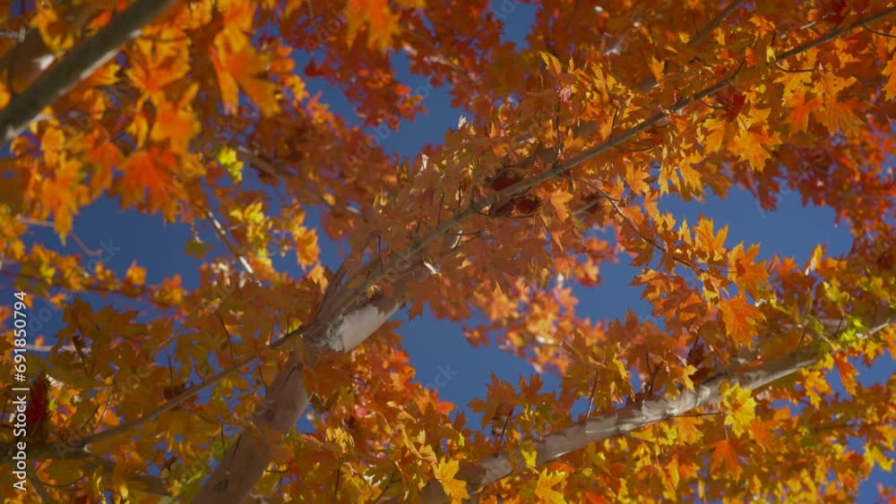 Maple Tree With Golden Leaves Against Blue Sky In Autumn. low angle Maple Tree With Golden Leaves Against Blue Sky In Autumn. low angle