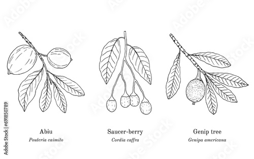 Collection of edible and medicinal plants