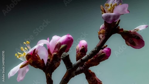 Timelapse with blooming rose buds on an almond branch. Background concept for school biology project