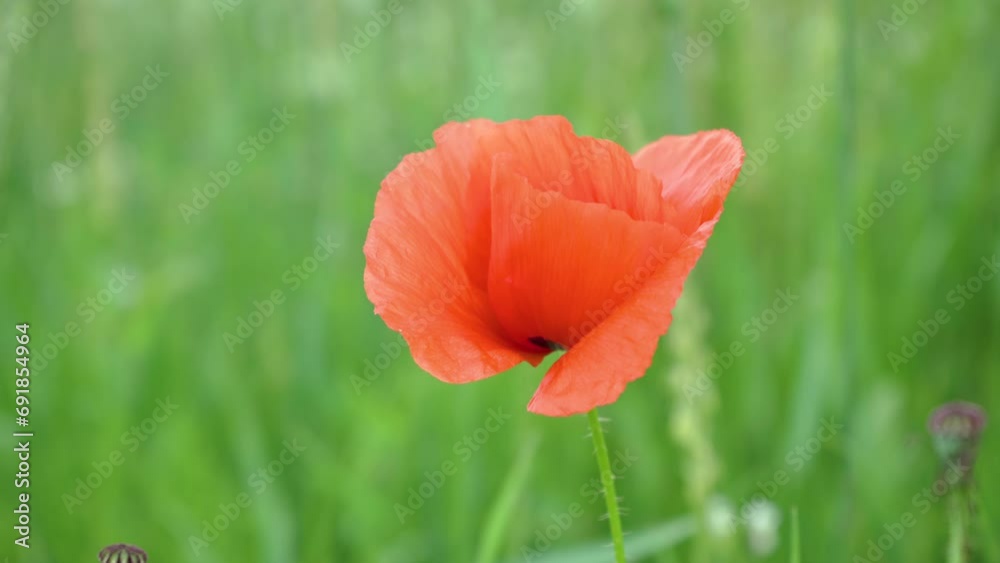 blooming Papaver rhoeas on grass background, one red poppy grows in the grass on the lawn blooming Papaver rhoeas on grass background, one red poppy grows in the grass on the lawn
