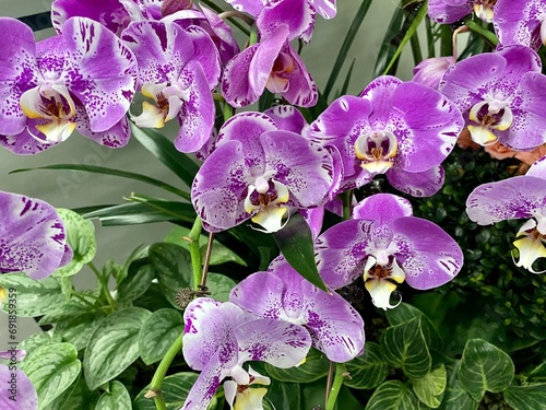 Close-up of beautiful orchid flowers