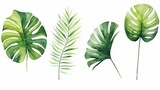 Set monstera leave watercolor painting for cards, wedding invitation and birthday cards, Generative AI
