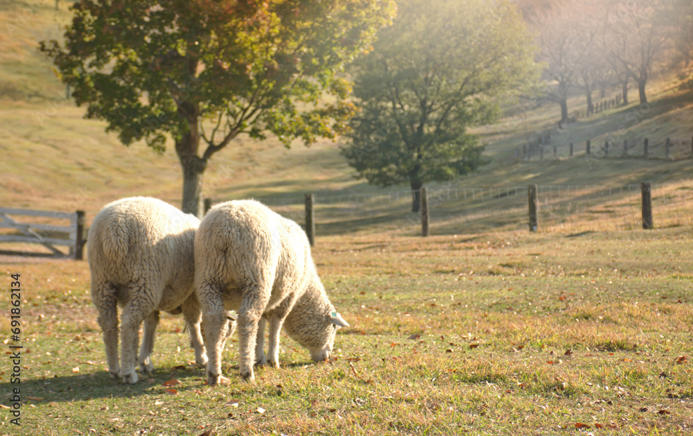 Obraz premium 草を食む牧場の羊