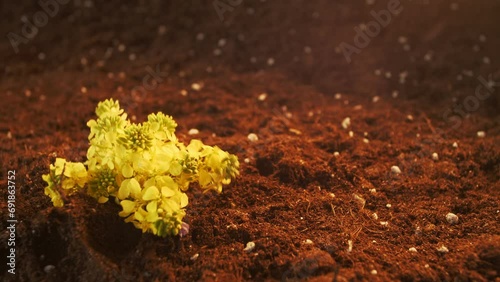 Festive background. A bouquet of field yellow mustard flowers grows out of the ground. Great spice. Spring fun footage. Fairy story. Positive emotions. Optical illusion