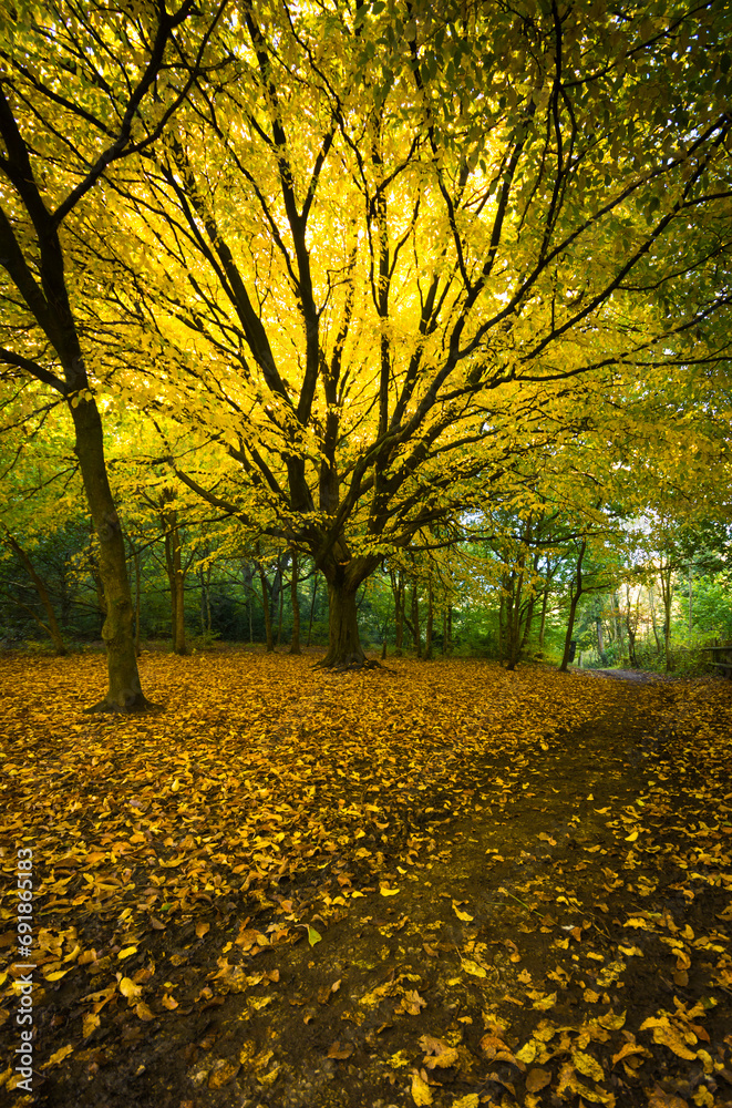 Obraz premium Autumn in the park