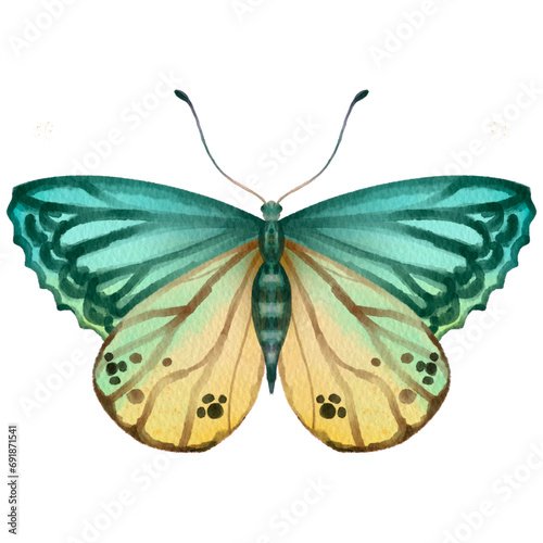 Watercolor colorful butterfly with paper texture.