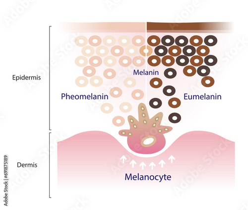 The mechanism of skin pigmentation vector isolated on white background. Comparison of two types of melanin, eumelanin and pheomelanin are produced by melanocytes in the epidermal layer of the skin. photo