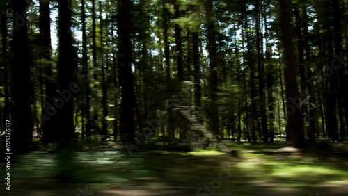 4K Video: Fast Driving Through Pine Forest - Thrilling Woodland Ride
