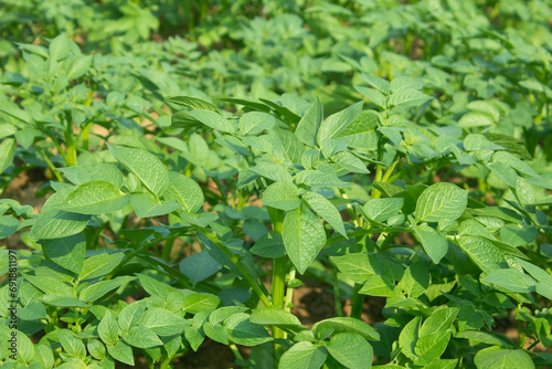 Wallpaper Mural Potato plants in the field, close up of green leaves Torontodigital.ca