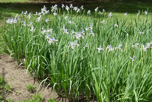 Mass of light violet flowers of irises in June
