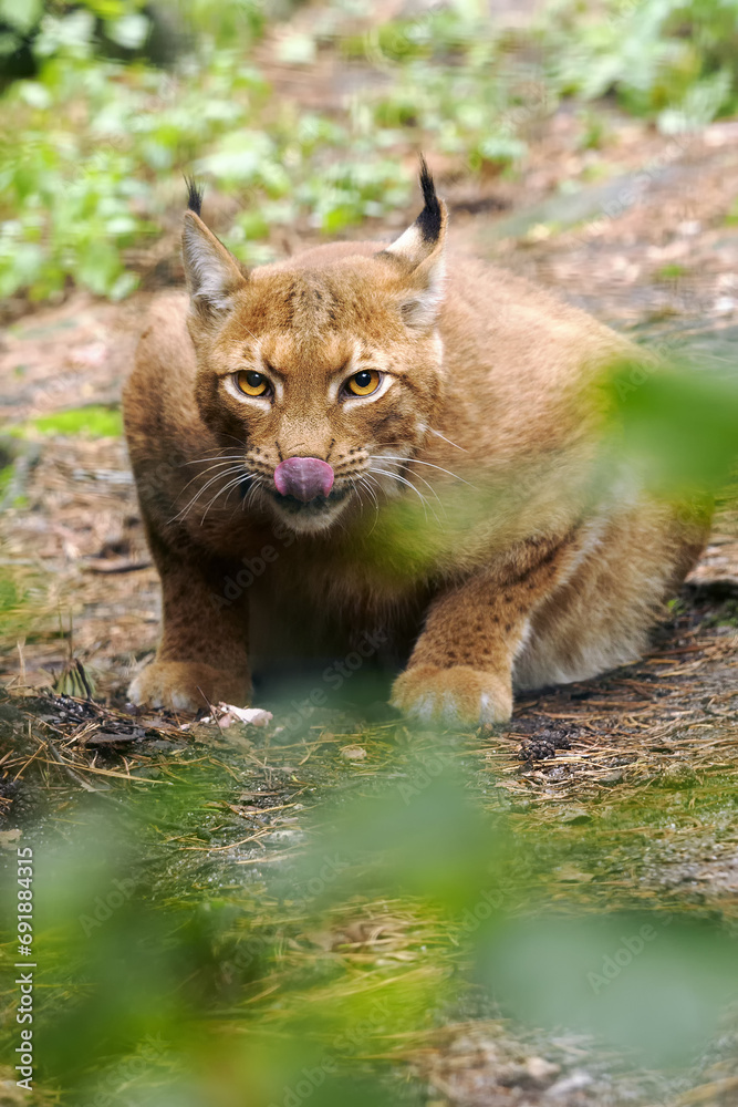 The Eurasian lynx (Lynx lynx), an adult lynx with prey in a thick bush. A large lynx in the zoo.