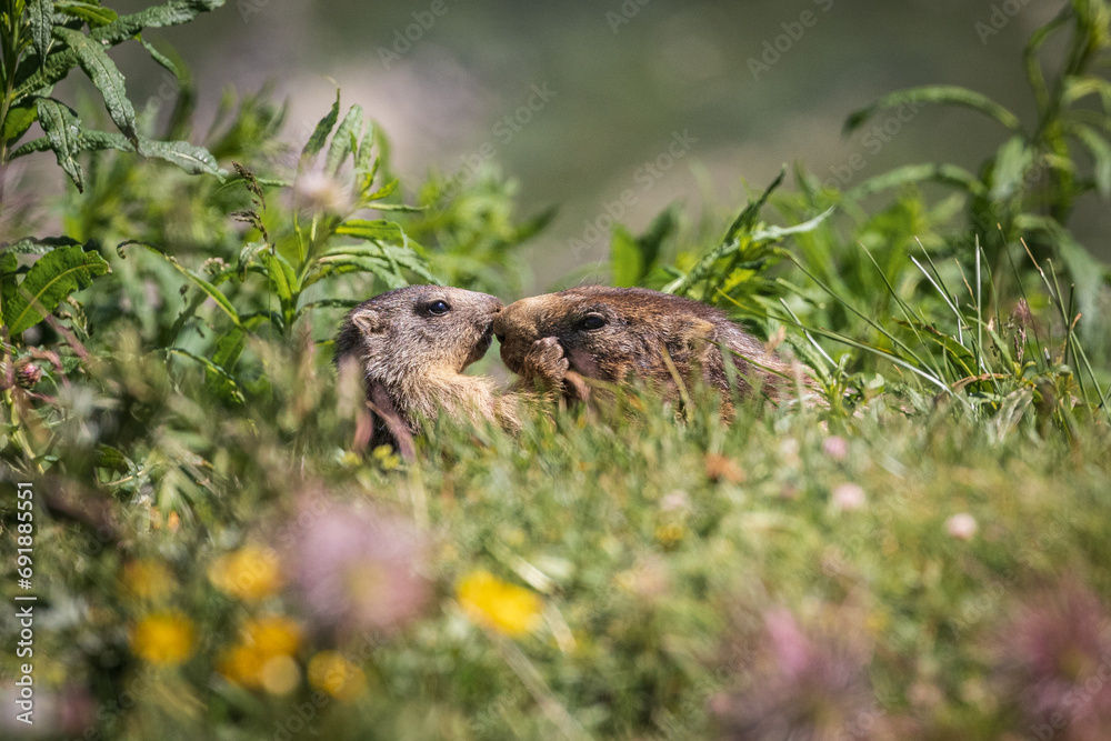 mamma e piccolo di marmotta - Parco nazionale del Gran Paradiso mamma e piccolo di marmotta - Parco nazionale del Gran Paradiso