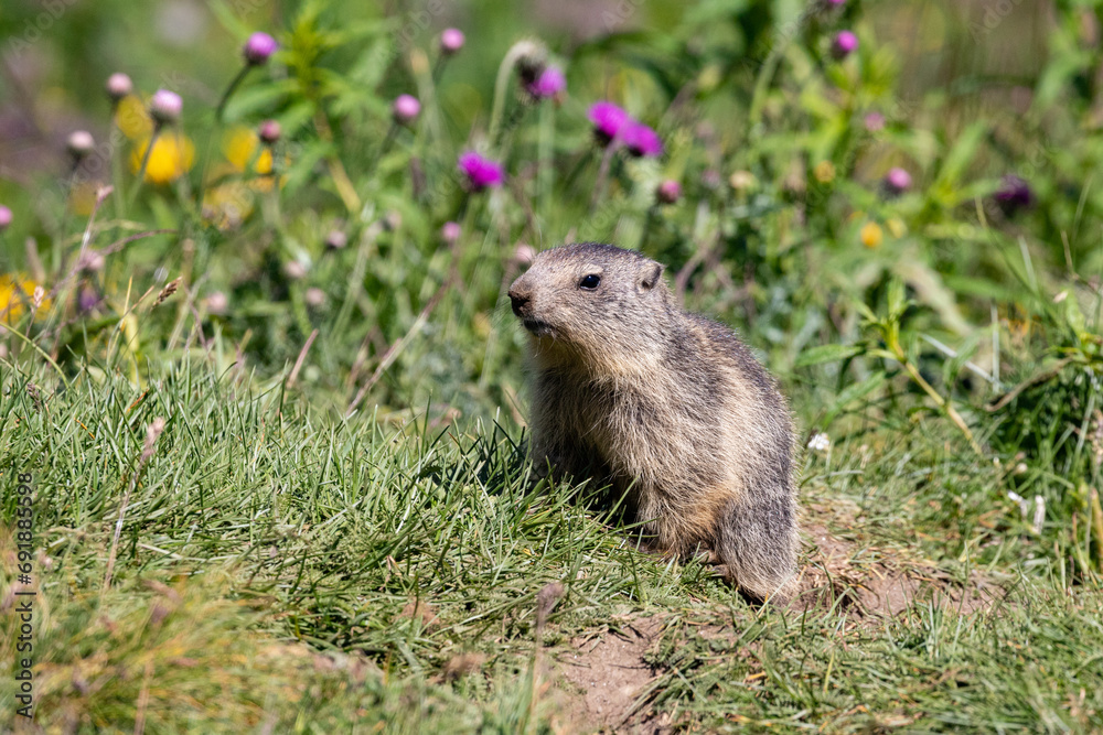 Marmotta - Parco Nazionale del Gran Paradiso