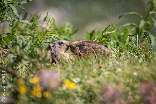 mamma e piccolo di marmotta - Parco nazionale del Gran Paradiso