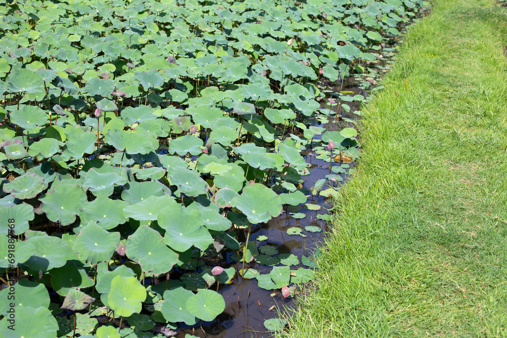 Beautiful green leaves of lotus flower in pond Beautiful green leaves of lotus flower in pond